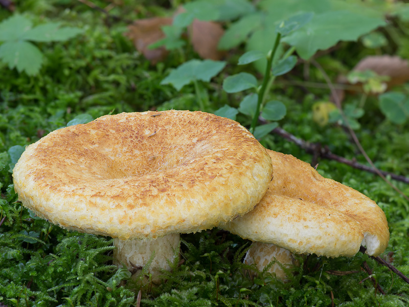 Lactarius scrobiculatus